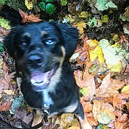 Kodiak is registered to the contest to win money with this photo: dog, autumn, leaves, outdoor, nature, pet, black_dog, fall, happy, canine, forest_floor, leaf_litter, playful, animal, blurred, excited, smiling, fur, collar, leash