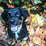dog, autumn, leaves, outdoor, nature, pet, black_dog, fall, happy, canine, forest_floor, leaf_litter, playful, animal, blurred, excited, smiling, fur, collar, leash