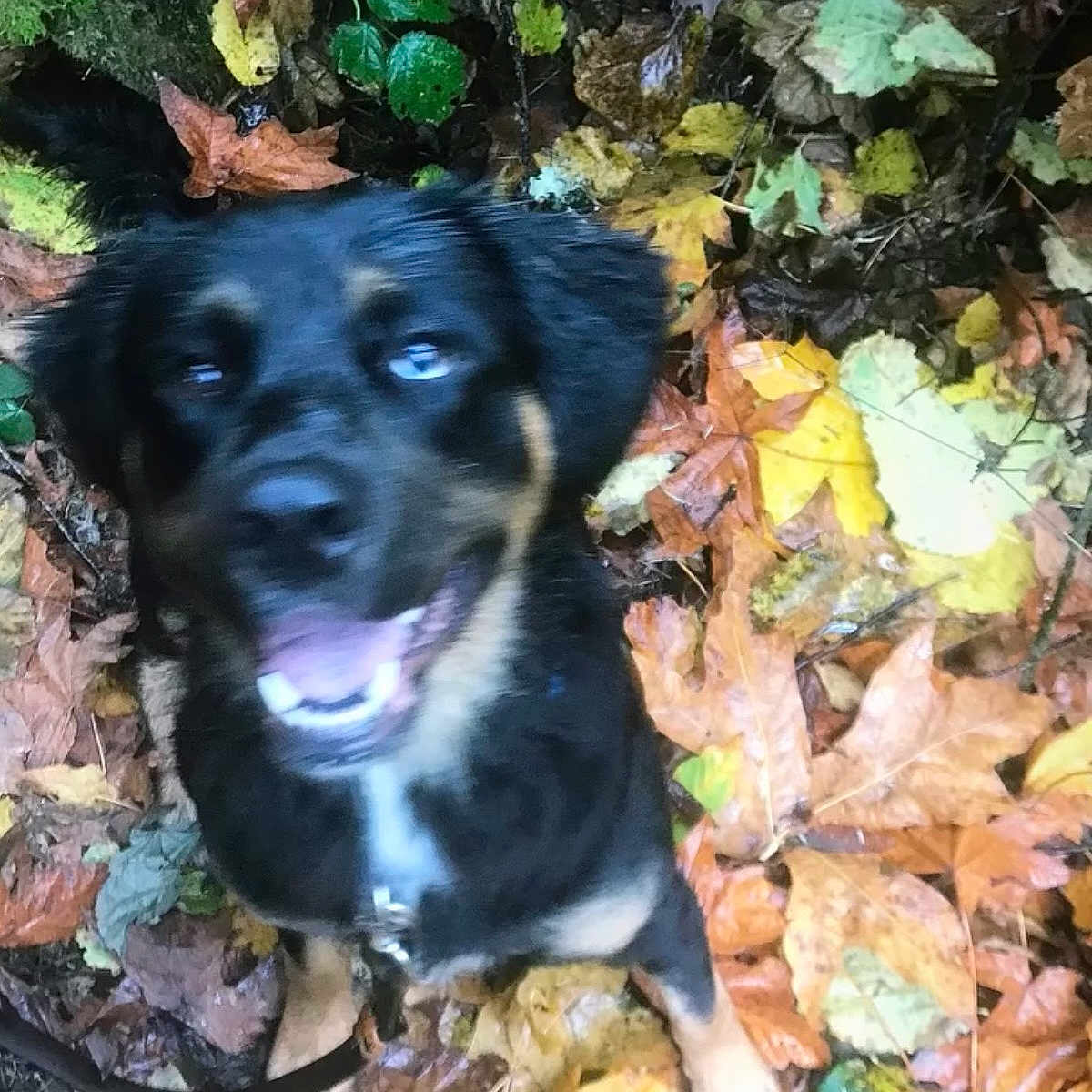 Kodiak