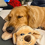 Benjamin joined the competition — help win amazing prizes! golden_retriever, dog, stuffed_toy, sleeping, indoor, couch, plants, blanket, pet, cozy, relaxed, fur, animal, rest, snout, ears, home, comfort, napping, closeup