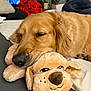 golden_retriever, dog, stuffed_toy, sleeping, indoor, couch, plants, blanket, pet, cozy, relaxed, fur, animal, rest, snout, ears, home, comfort, napping, closeup