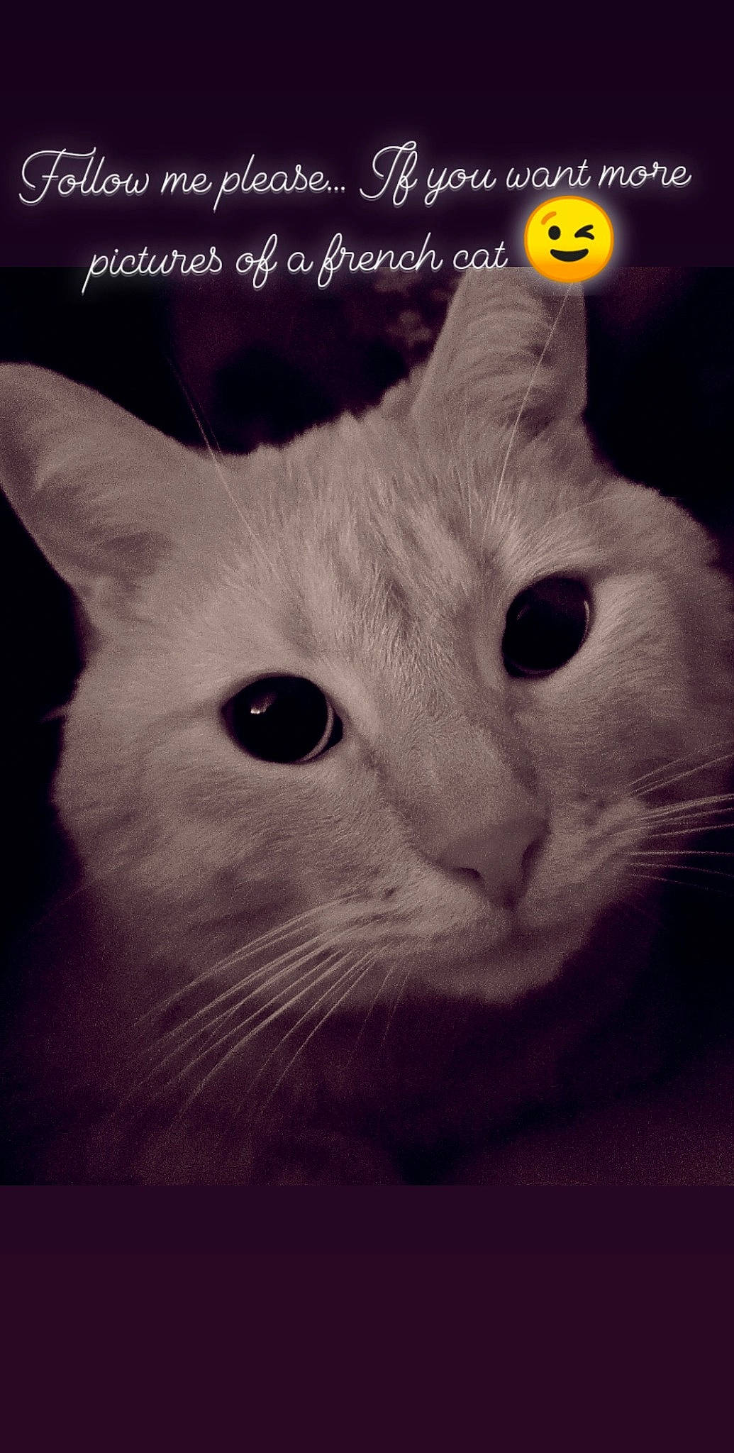 Biscuit participe au concours pour gagner de l'argent avec cette photo : asian, black_and_white, burmilla, carnivore, cat, colorpoint_shorthair, domestic_short_haired_cat, felidae, khao_manee, kitten, mammal, photo_caption, photography, sky, small_to_medium_sized_cats, snout, turkish_angora, whiskers