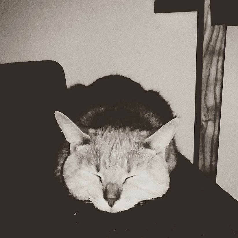 Biscuit a rejoint le concours — aidez-le/la à gagner de superbes lots ! asian, black_and_white, carnivore, cat, domestic_short_haired_cat, drawing, european_shorthair, felidae, illustration, kitten, monochrome, monochrome_photography, photography, sleep, small_to_medium_sized_cats, snapshot, snout, tabby_cat, whiskers, white