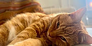 Kitten joined the competition — help win amazing prizes! animal, blurred_background, cat, close_up, cozy, cute, ears, feline, fur, indoor, lying_down, mammal, nose, orange_tabby, pet, relaxed, sleepy, soft_light, stretching, whiskers