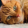 animal, cat, close_up, closeup, cozy, cute, domestic_cat, feline, fur, ginger_cat, green_eyes, indoor, lying_down, pet, portrait, relaxed, resting, sleepy, soft_texture, whiskers