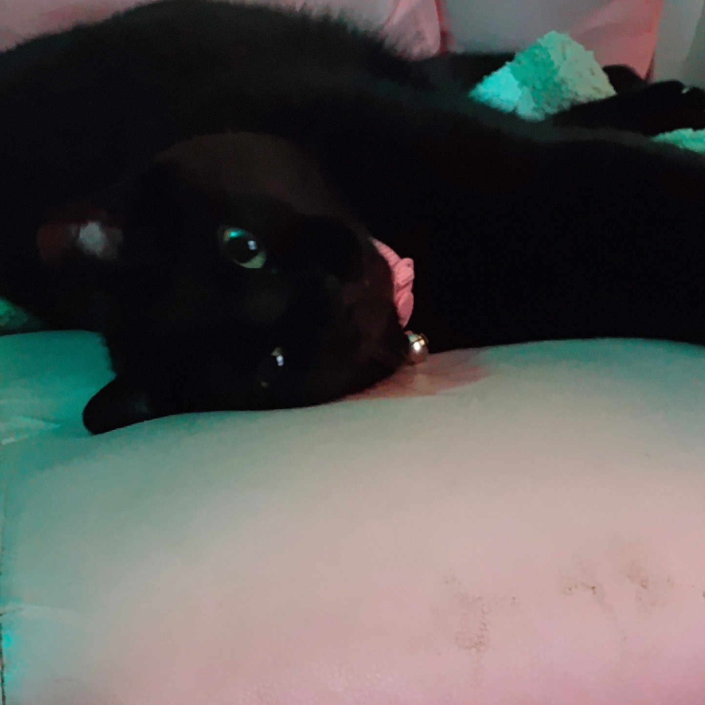 Charlie Murphy joined the competition — help win amazing prizes! animal, bell, black_cat, cat, collar, couch, cozy, dark, domestic_animal, fur, furniture, green_eyes, home, indoor, lying_down, pet, quiet, relaxing, resting, soft_lighting