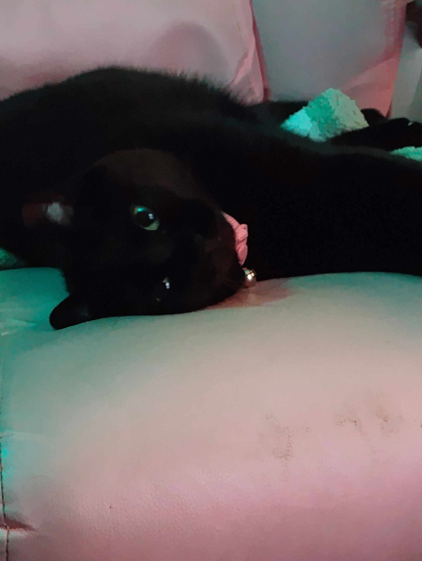 Charlie Murphy joined the competition — help win amazing prizes! black_cat, cat, pet, collar, bell, couch, furniture, indoor, relaxing, animal, green_eyes, fur, lying_down, cozy, domestic_animal, quiet, resting, home, soft_lighting, dark