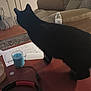 animal, black_cat, candle, carpet, cat, couch, door, electronics, floor, furniture, headphones, indoor, lamp, living_room, papers, pet, quiet_moment, table, water_bottle, wooden_table