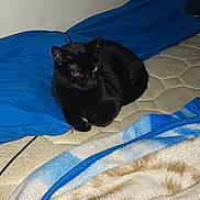 Charlie Murphy is registered to the contest to win money with this photo: black_cat, cat, pet, mattress, blue_pillow, blanket, indoor, feline, resting, animal, fur, cozy, sleepy, domestic_cat, bedroom, quiet, relaxed, whiskers, cute, companion