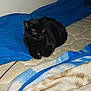 black_cat, cat, pet, mattress, blue_pillow, blanket, indoor, feline, resting, animal, fur, cozy, sleepy, domestic_cat, bedroom, quiet, relaxed, whiskers, cute, companion