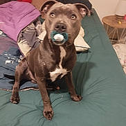 Venom participe au concours pour gagner de l'argent avec cette photo : animal, ball, bed, bulldog, canine, couch, cushion, dog, furniture, homedecor, hound, indoors, labradorretriever, lamp, linen, pet, pitbull, puppy, sport, tennis