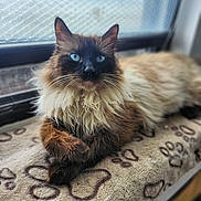 Tut is registered to the contest to win money with this photo: cat, fluffy, blue_eyes, window, blanket, paw_print, indoor, relaxed, feline, pet, animal, long_hair, resting, cozy, soft, closeup, portrait, fur, domestic_cat, laying