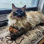 cat, fluffy, blue_eyes, window, blanket, paw_print, indoor, relaxed, feline, pet, animal, long_hair, resting, cozy, soft, closeup, portrait, fur, domestic_cat, laying