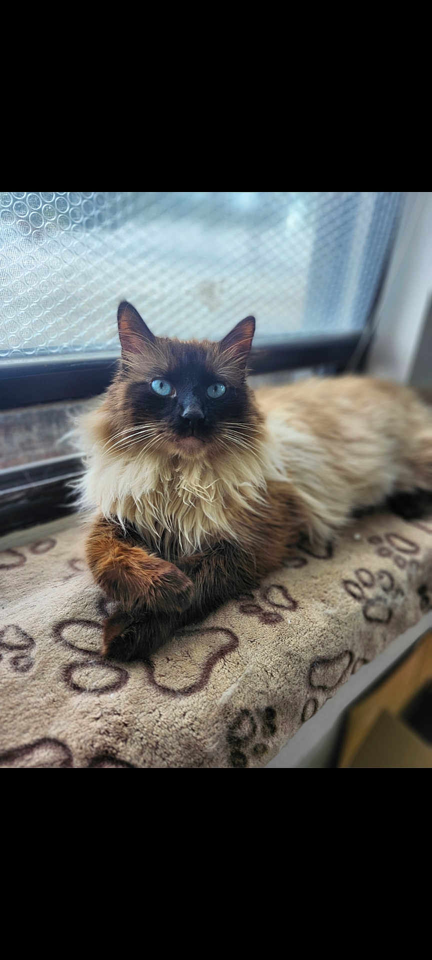 Tut is registered to the contest to win money with this photo: cat, fluffy, blue_eyes, window, blanket, paw_print, indoor, relaxed, feline, pet, animal, long_hair, resting, cozy, soft, closeup, portrait, fur, domestic_cat, laying