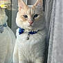 cat, blue_eyes, cream_fur, bow_collar, window, reflection, indoor, pet, feline, portrait, close_up, curtain, bell, domestic_cat, sitting, fluffy, whiskers, soft_light, calm, looking