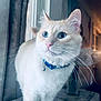 Leon joined the competition — help win amazing prizes! cat, blue_eyes, white_fur, collar, indoor, window, carpeted_perch, whiskers, close_up, pet, animal, feline, soft_light, blurred_background, curtain, domestic, cute, alert, portrait, fluffy