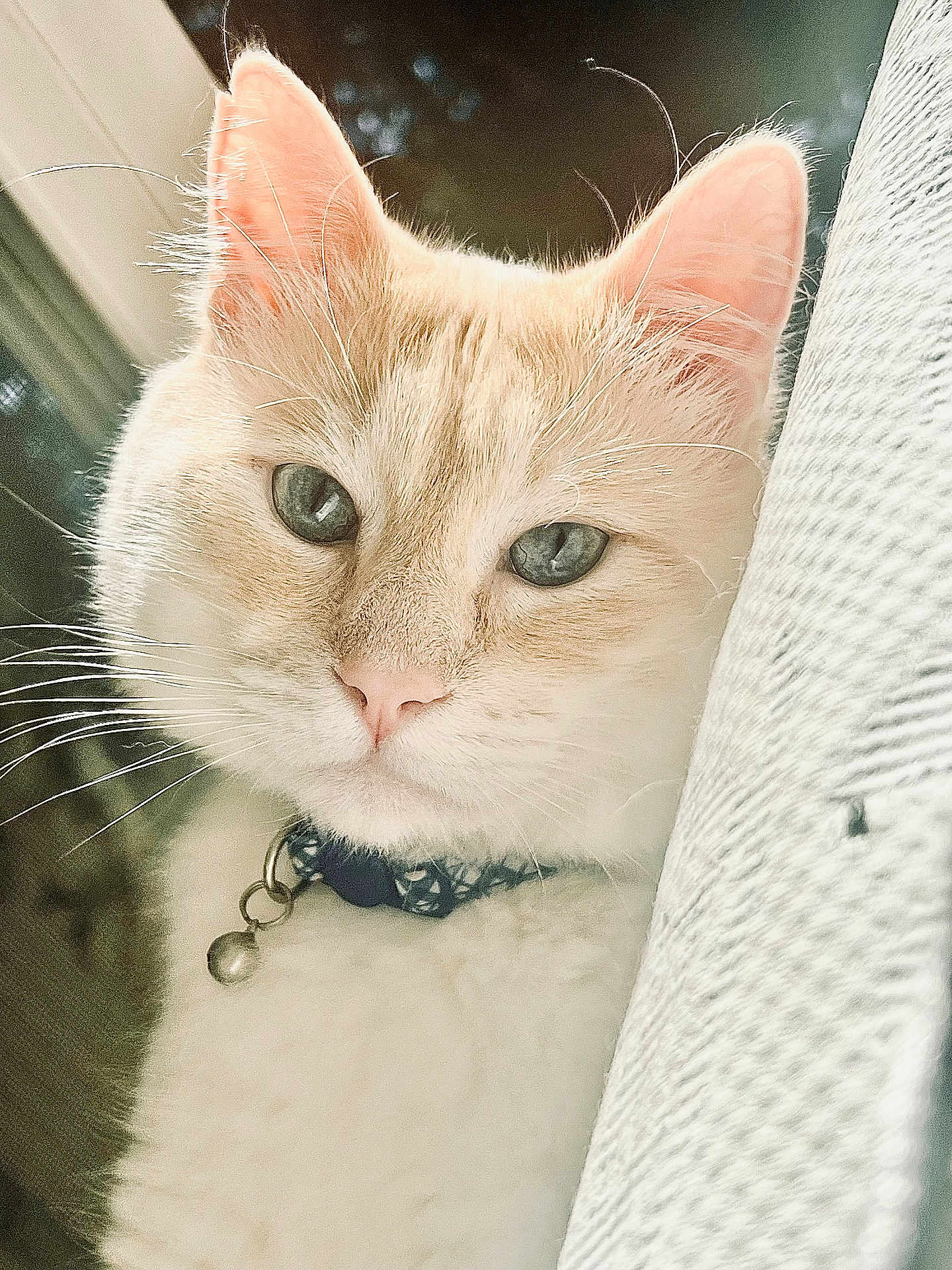 Leon joined the competition — help win amazing prizes! cat, close_up, portrait, cream_colored, blue_eyes, collar, bell, whiskers, fur, pet, animal, indoor, soft_light, texture, window, relaxed, curious, face, feline, domestic