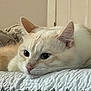 Leon joined the competition — help win amazing prizes! cat, cream_colored, lounging, quilt, indoor, close_up, pet, feline, fur, ears, whiskers, nose, relaxed, bedroom, texture, soft_light, animal, domestic_cat, resting, head