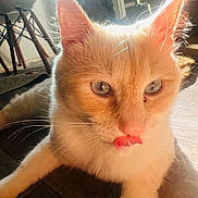 Leon joined the competition — help win amazing prizes! cat, close_up, tongue_out, light_fur, sunlight, backlit, indoor, wooden_floor, ears, whiskers, pet, animal, cute, domestic_cat, fur, relaxed, home, window, reflection, flooring
