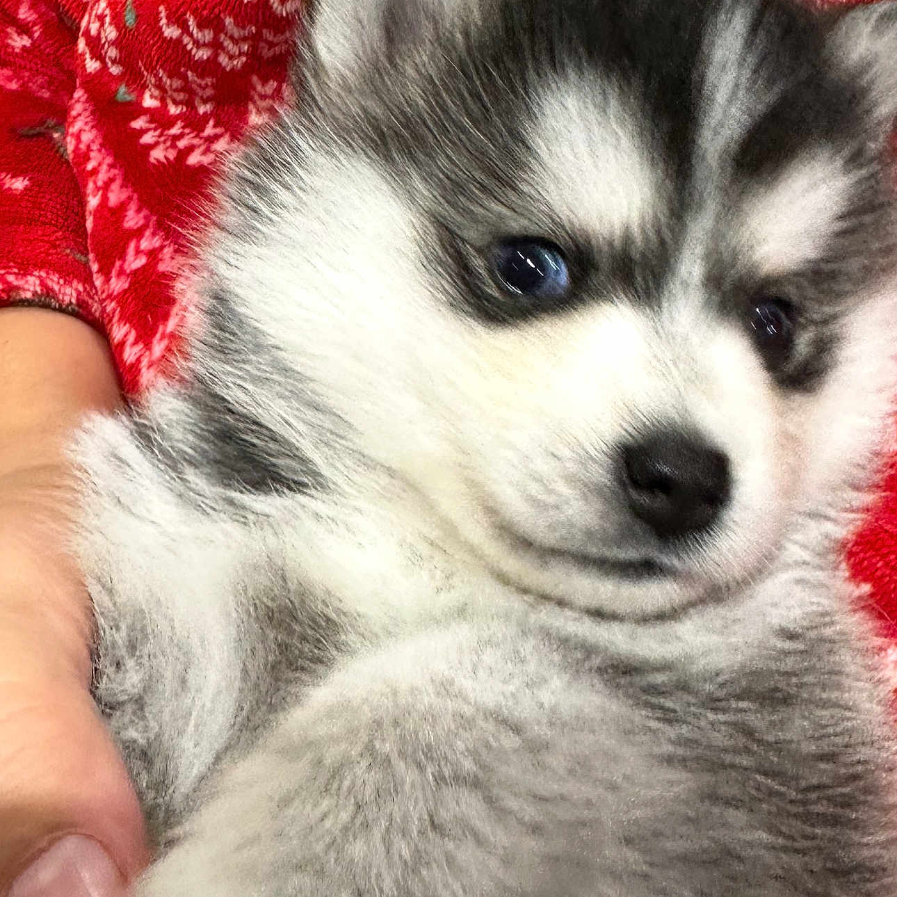 Pitchoune participe au concours pour gagner de l'argent avec cette photo : adorable, animal, blanket, closeup, cozy, cute, dog, fur, hand, husky, indoor, pet, portrait, puppy, red, sleepy, snuggle, soft, warm, young