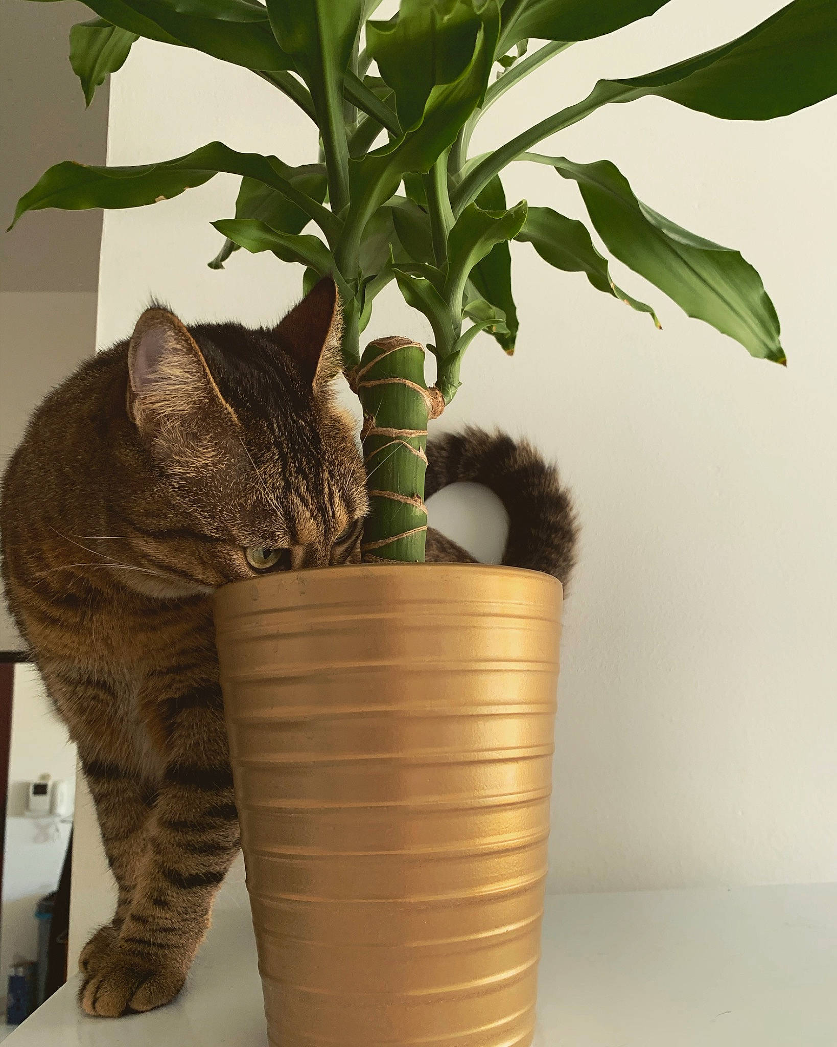Sheyla participe au concours pour gagner de l'argent avec cette photo : cat, european_shorthair, felidae, flower, flowerpot, herb, houseplant, leaf, plant, plant_stem, small_to_medium_sized_cats, tabby_cat, vase, whiskers
