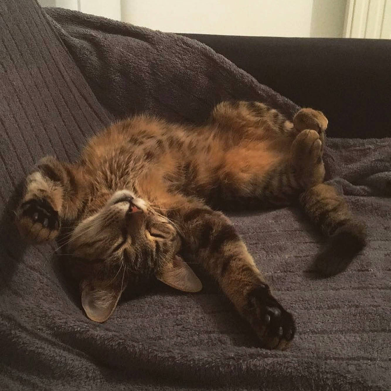 Sheyla a rejoint le concours — aidez-le/la à gagner de superbes lots ! carnivore, cat, claw, domestic_short_haired_cat, dragon_li, european_shorthair, felidae, fur, nap, paw, pixie_bob, sleep, small_to_medium_sized_cats, snout, tabby_cat, tail, whiskers