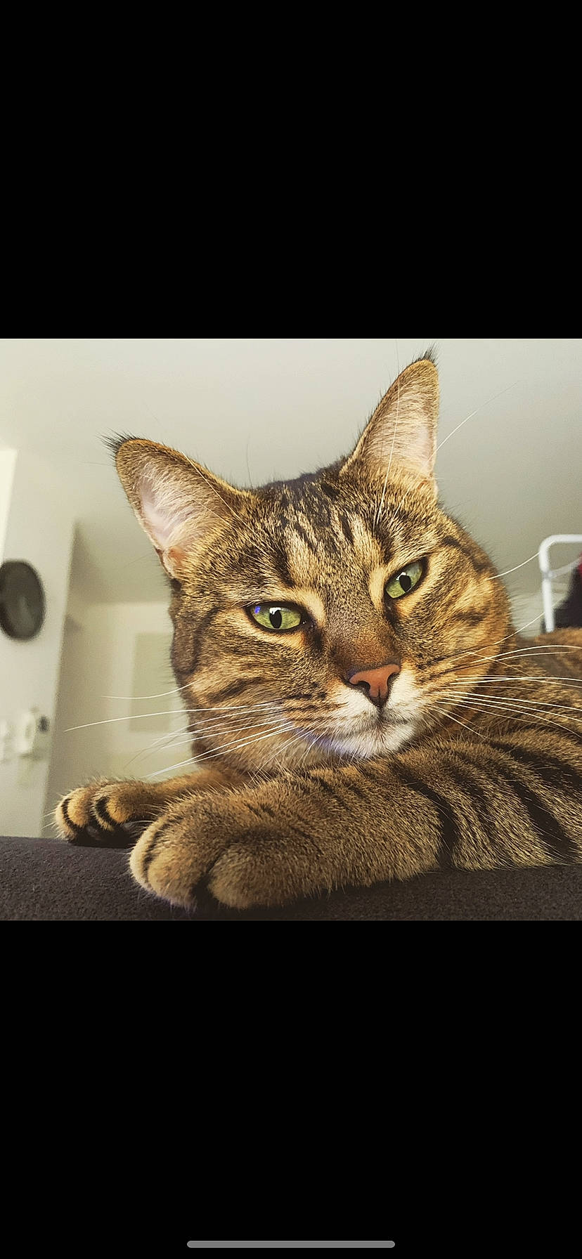 Sheyla a rejoint le concours — aidez-le/la à gagner de superbes lots ! aegean_cat, asian, bengal, california_spangled, carnivore, cat, chausie, domestic_short_haired_cat, dragon_li, european_shorthair, felidae, mammal, ocicat, pixie_bob, small_to_medium_sized_cats, snout, tabby_cat, toyger, vertebrate, whiskers