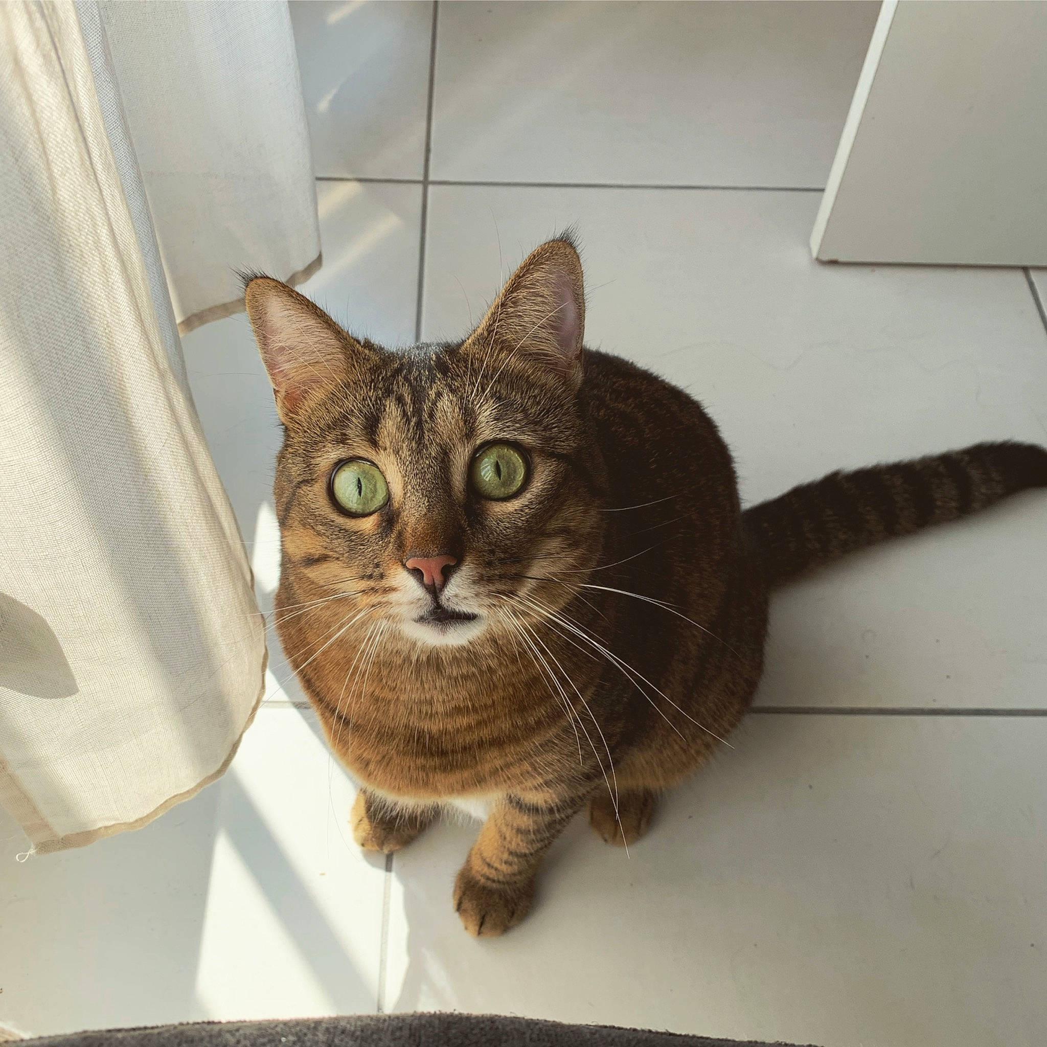 Sheyla participe au concours pour gagner de l'argent avec cette photo : asian, australian_mist, carnivore, cat, chausie, domestic_short_haired_cat, dragon_li, european_shorthair, eye, fawn, felidae, fur, german_rex, mammal, ocicat, small_to_medium_sized_cats, tabby_cat, tail, whiskers