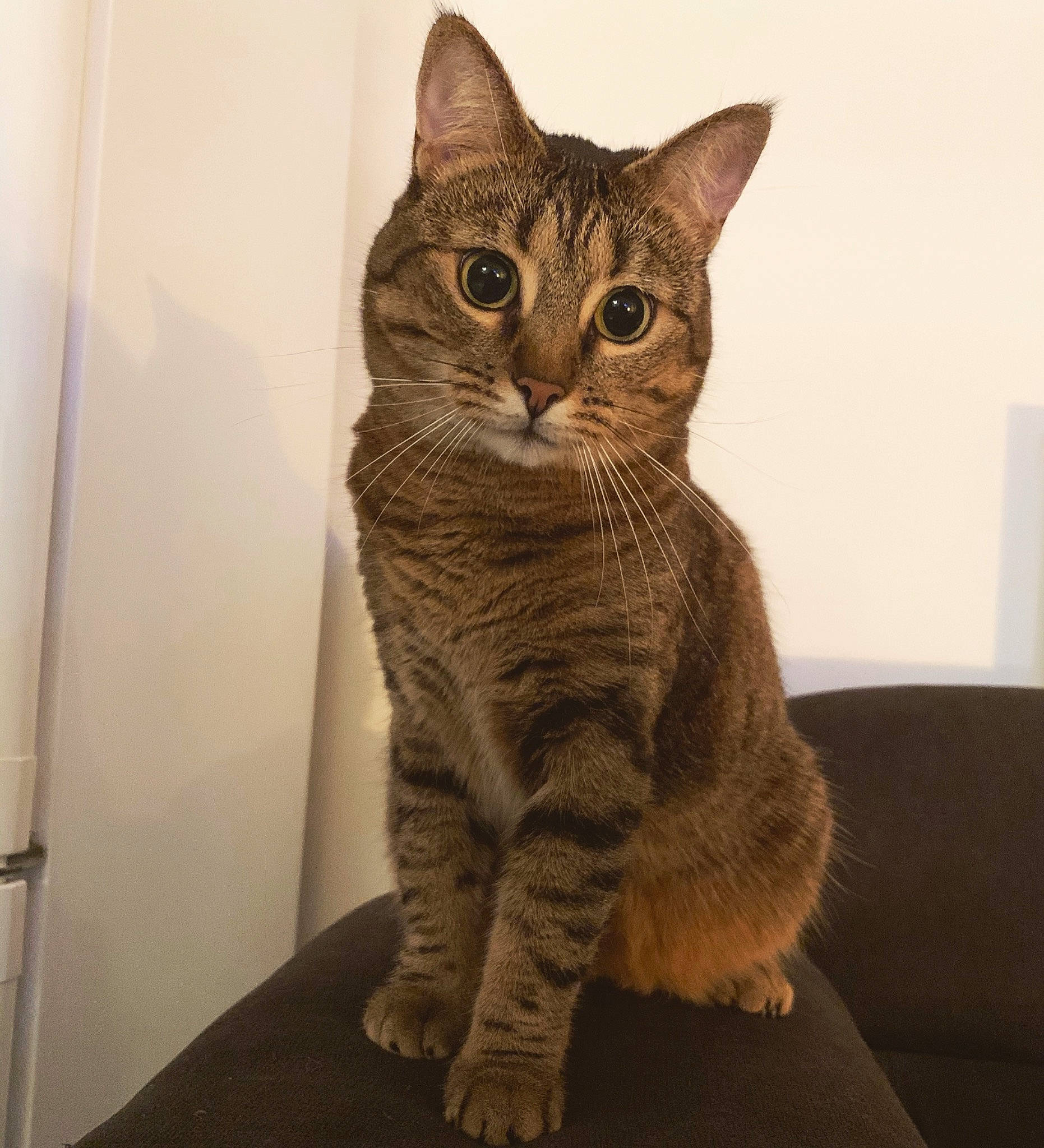 Sheyla a rejoint le concours — aidez-le/la à gagner de superbes lots ! american_shorthair, american_wirehair, asian, australian_mist, california_spangled, carnivore, cat, domestic_short_haired_cat, dragon_li, egyptian_mau, european_shorthair, felidae, german_rex, kitten, mammal, ocicat, small_to_medium_sized_cats, tabby_cat, vertebrate, whiskers