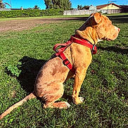 Reggie joined the competition — help win amazing prizes! animal, backyard, canine, daytime, dog, fence, grass, harness, leisure, nature, outdoor, pet, red_harness, shadow, sitting, sky, suburban, sunny, tan_dog, tree