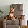 Reggie is registered to the contest to win money with this photo: brown, canine, carpet, chair, collar, cozy, curious, dog, furniture, home, indoor, living_room, pet, plant, portrait, recliner, relaxed, seated, table, white