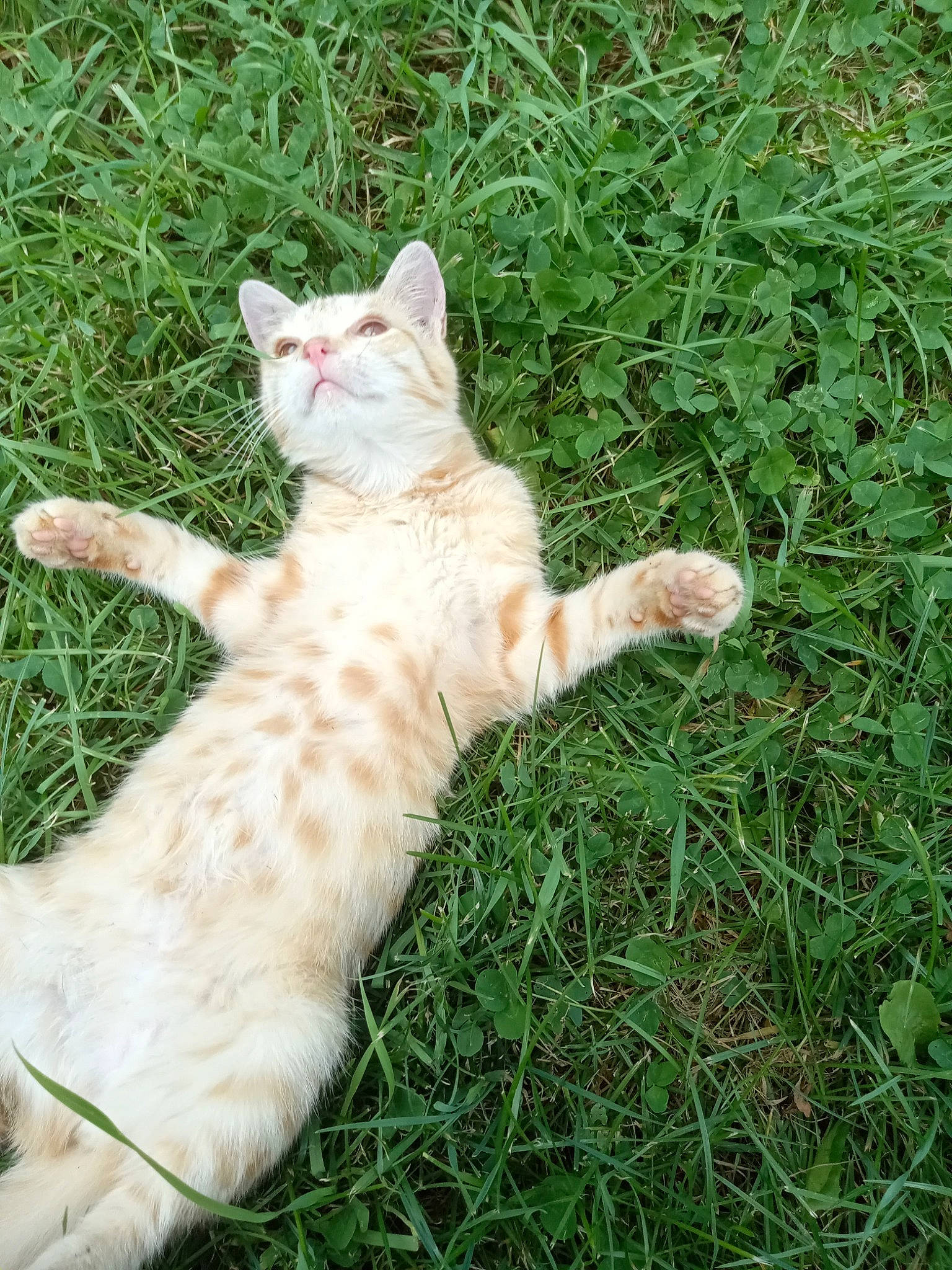 Little Woow Wow joined the competition — help win amazing prizes! art, carnivore, cat, domestic_short_haired_cat, fawn, felidae, fur, grass, grass_family, groundcover, herb, lawn, paw, plant, small_to_medium_sized_cats, snout, tail, terrestrial_animal, whiskers, wildlife