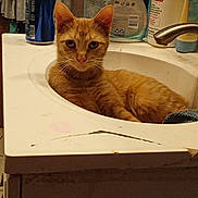Little Woow Wow joined the competition — help win amazing prizes! cat, orange_tabby, sink, bathroom, toiletries, can, faucet, countertop, domestic_cat, relaxed, indoor, pet, fur, whiskers, face, ears, closeup, animal, household, laundry