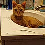cat, orange_tabby, sink, bathroom, toiletries, can, faucet, countertop, domestic_cat, relaxed, indoor, pet, fur, whiskers, face, ears, closeup, animal, household, laundry