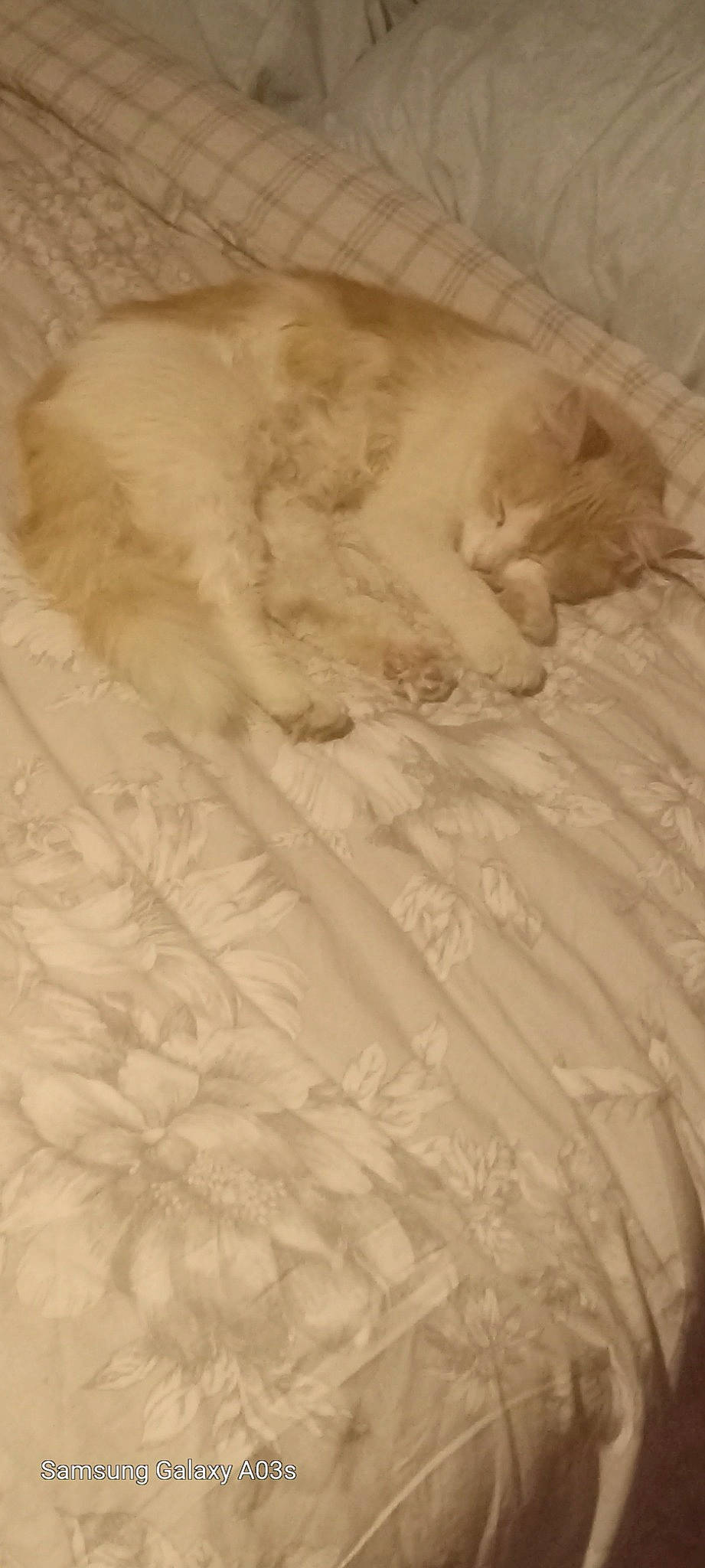 Krusty Two-thumbs is registered to the contest to win money with this photo: bed, bed_sheet, bedding, bedroom, carnivore, cat, comfort, felidae, flooring, fur, linens, pattern, paw, small_to_medium_sized_cats, tail, teddy_bear, textile, whiskers, wood, wool