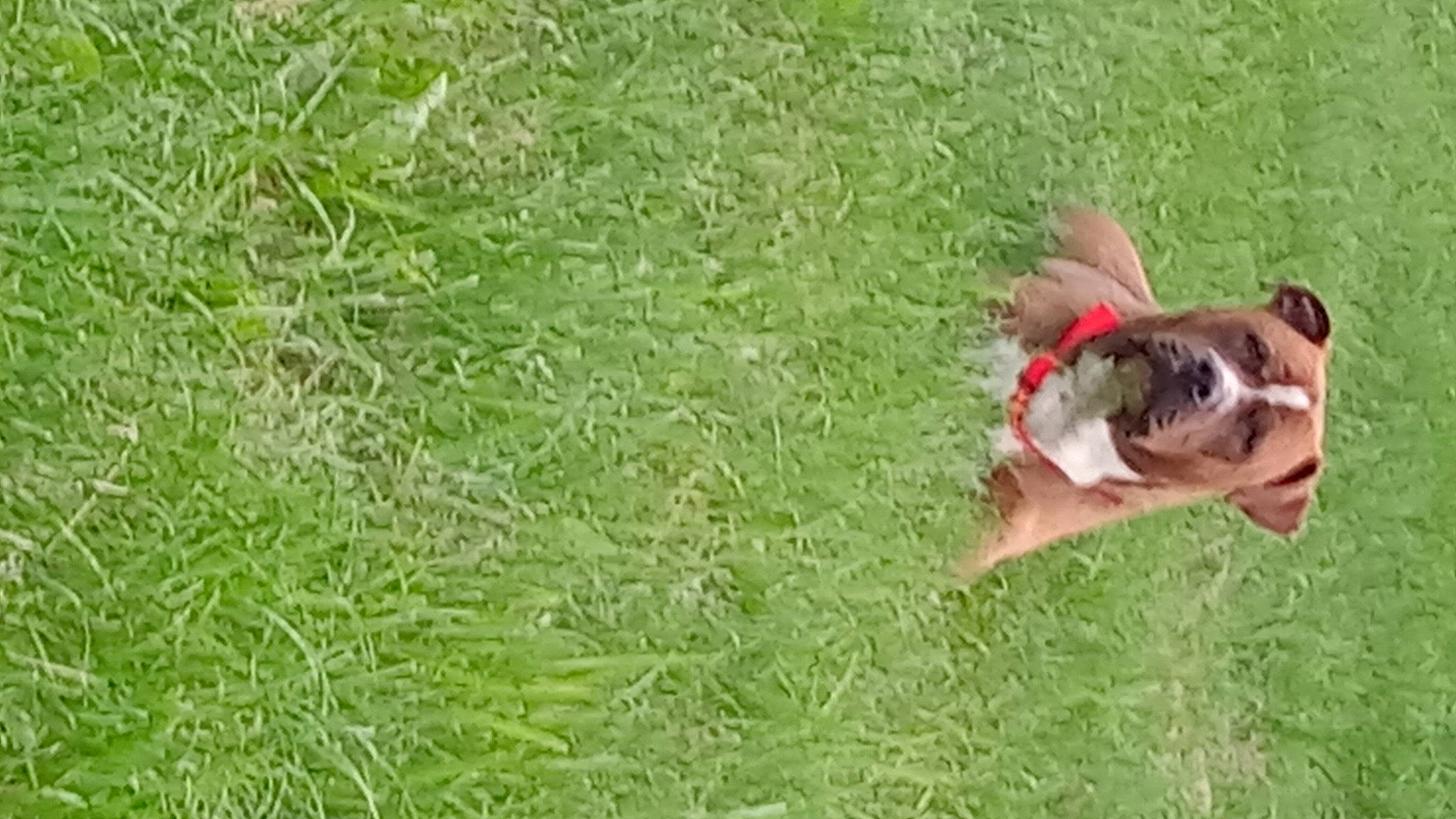 Lenny joined the competition — help win amazing prizes! boxer, bulldog, canidae, carnivore, companion_dog, dog, dog_breed, fawn, grass, grassland, groundcover, pasture, plant, prairie, sporting_group, tail, terrestrial_animal, toy_dog, white_english_bulldog, working_animal