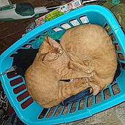 Rascal And Tweak is registered to the contest to win money with this photo: orange_cat, cat, pet, sleeping, laundry_basket, blue_basket, curled_up, cuddling, indoor, wooden_floor, paws, fur, pair, cozy, denim, plug, vacuum_cleaner, clothing, floor_mat, home