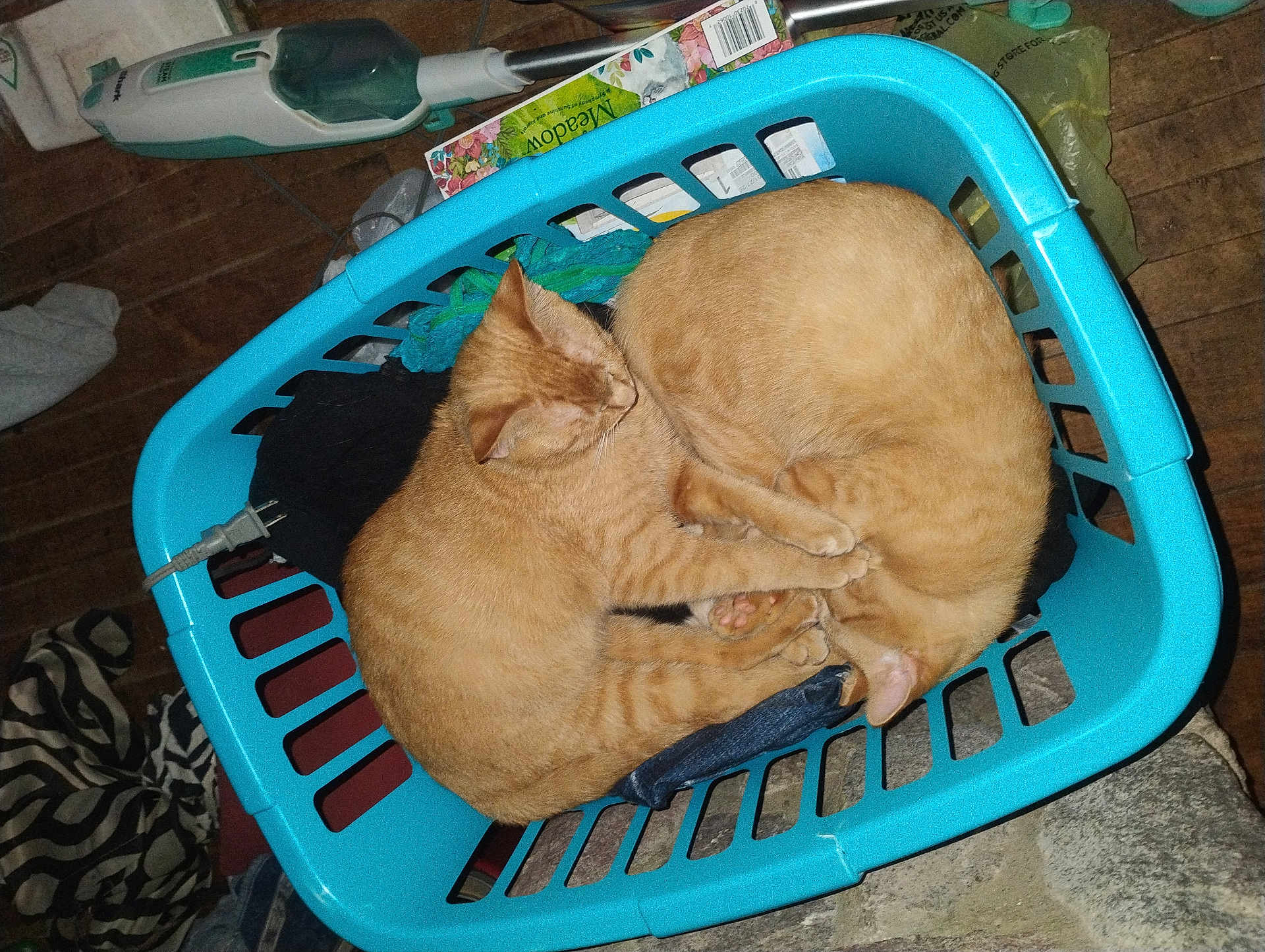 Rascal And Tweak is registered to the contest to win money with this photo: orange_cat, cat, pet, sleeping, laundry_basket, blue_basket, curled_up, cuddling, indoor, wooden_floor, paws, fur, pair, cozy, denim, plug, vacuum_cleaner, clothing, floor_mat, home