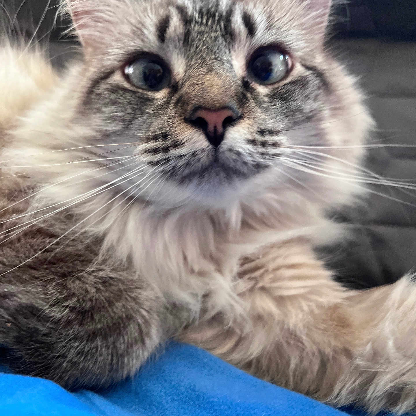 Ella is registered to the contest to win money with this photo: abyssinian, angora, animal, brasssection, cat, horn, kitten, manx, musicalinstrument, pet, siamese, snout