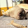 animal, blue_eyes, carpet, cat, closeup, cozy, cute, feline, home, indoor, laying, lazy, pet, relaxing, resting, siamese, soft, sunlight, toy, whiskers