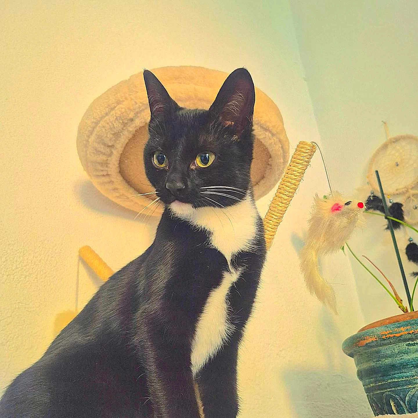 Baya