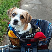 Patchy a rejoint le concours — aidez-le/la à gagner de superbes lots ! dog, bicycle, basket, path, rain_puddles, greenery, outdoor, pet, animal, harness, blanket, road, walking, nature, canine, leisure, travel, companion, curious, daytime