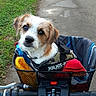 dog, bicycle, basket, path, rain_puddles, greenery, outdoor, pet, animal, harness, blanket, road, walking, nature, canine, leisure, travel, companion, curious, daytime