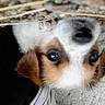 Patchy participe au concours pour gagner de l'argent avec cette photo : dog, puppy, close_up, fur, brown, white, lying_down, upside_down, curious, outdoor, texture, person, striped_clothing, casual, animal, pet, face, nose, ears, eyes