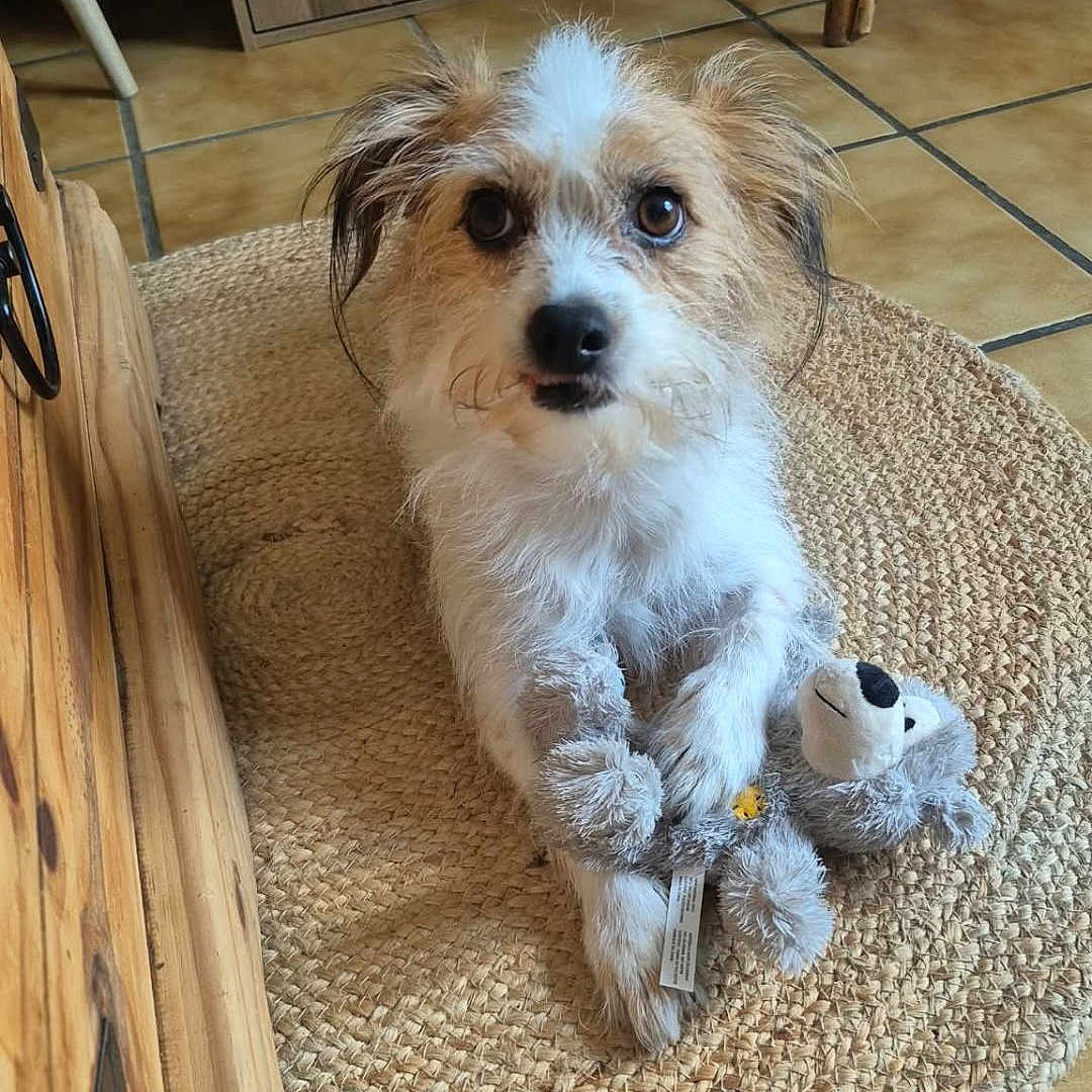 Patchy a rejoint le concours — aidez-le/la à gagner de superbes lots ! dog, toy, stuffed_animal, rug, floor, wooden_furniture, indoor, pet, playful, cute, small_dog, brown, white, fur, looking_up, paws, cozy, home, curious, scruffy