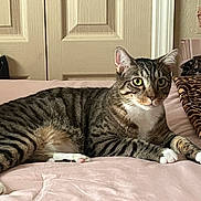 Cosmo is registered to the contest to win money with this photo: cat, tabby, pet, animal, lying_down, bed, bedroom, pink_bedding, white_paws, striped_fur, green_eyes, whiskers, ears, portrait, indoors, leopard_print, blanket, second_cat, home, relaxed