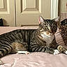 cat, tabby, pet, animal, lying_down, bed, bedroom, pink_bedding, white_paws, striped_fur, green_eyes, whiskers, ears, portrait, indoors, leopard_print, blanket, second_cat, home, relaxed