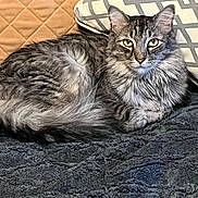 Artemis is registered to the contest to win money with this photo: cat, tabby, fluffy, long_hair, feline, pet, animal, portrait, close_up, lying_down, lounging, bed, blanket, pillow, bedroom, indoors, gray, striped, whiskers, ears