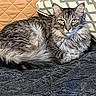 cat, tabby, fluffy, long_hair, feline, pet, animal, portrait, close_up, lying_down, lounging, bed, blanket, pillow, bedroom, indoors, gray, striped, whiskers, ears
