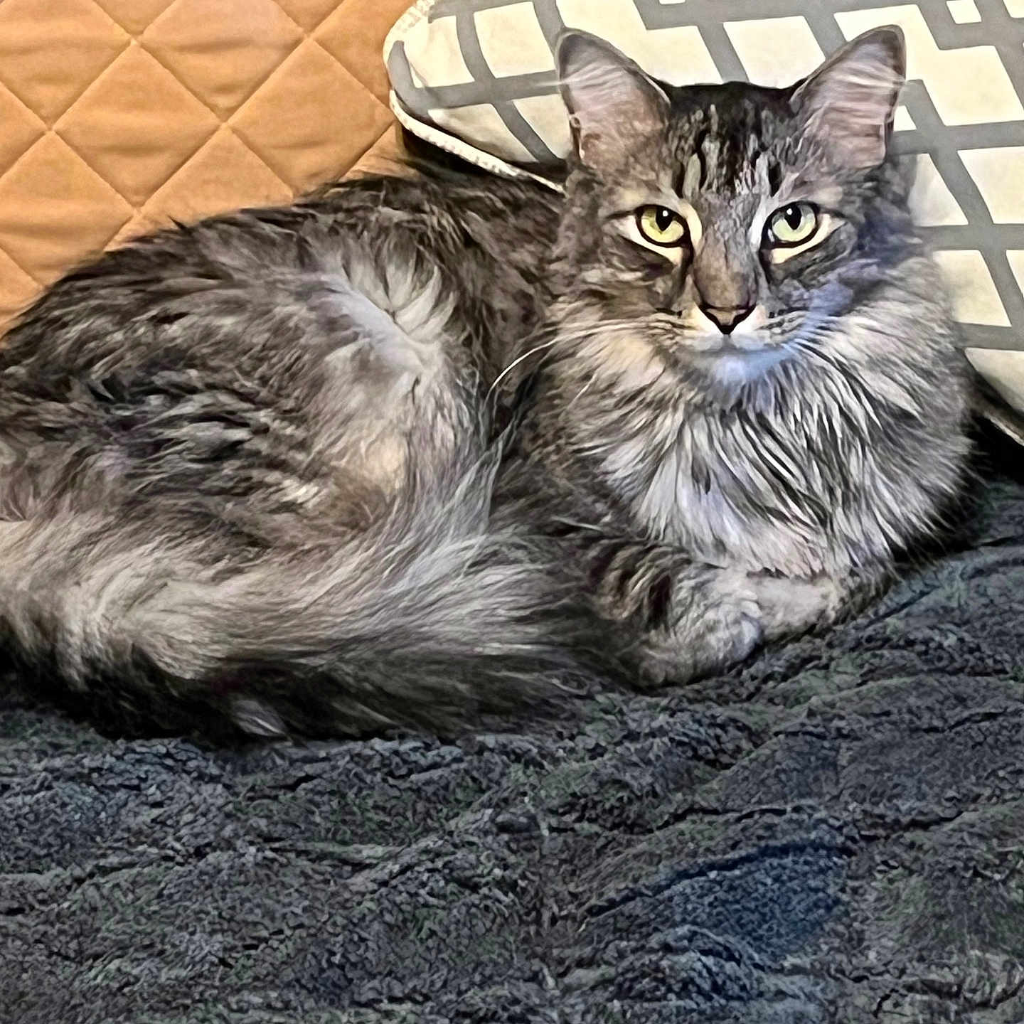 Artemis